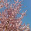 blooming_flower___