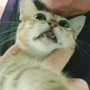 an_jooo