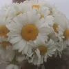 valentinka1234567890_daf