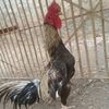 user3045615024413