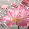 khinhkhinh0