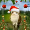 leonel_neg