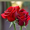 barkaouihoucine1
