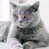 peanut_tteh