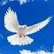 loutfiyounan