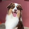 gustheaussie_
