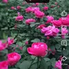 cxhdhi