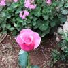 omfadel596