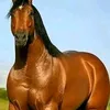 salaheddinenasiri