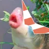 spthefish