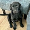 dodger_n_coal