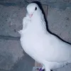 hhrrmm70