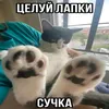 smakuyu.kalll