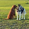 bentley.koda.and.dunk