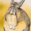 luscamalakoi