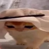 sleepyutau