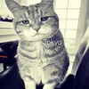 cachipao