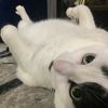 kittycattymeawpaw