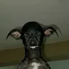 beanh_m50