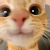 icedmuning