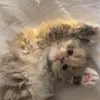 bbxyeq