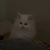 mimitensua