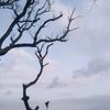 sayamanusia866