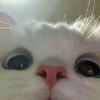 serok_anna