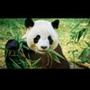 pandapandoro4