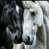 meer._.sultan._