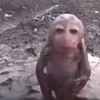 songloivoitaoqaa