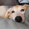 feugogialigo