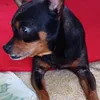 lupiumpetfeliz
