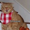 rabo_de_gato.08283