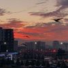 albina_m41