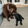 rubyandgordie