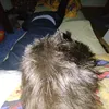 lokvaaa11