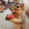 squirrel_w_strawberry