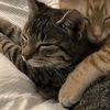mycatissmart01