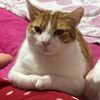 kittypatitassuavesssss