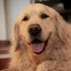 rocchinobellini