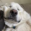 arlothegreatpyr