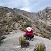 El Lobo del Desierto