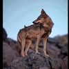 ahmad._1005