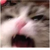 saydanzqhsw