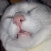 Pets da Vavá 😻😼😸