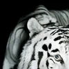ttfeo