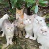 Cute_kitten
