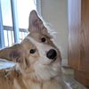 skye_bordercollie_