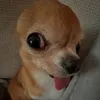 woocoa